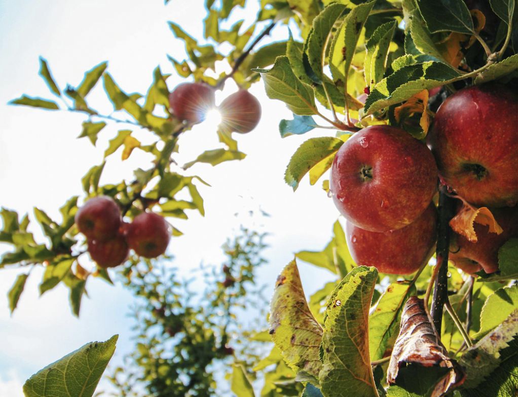 Identité visuelle pour arboricuteur